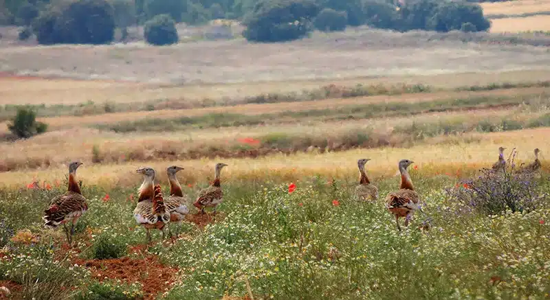 Protección de Espacios y Especies