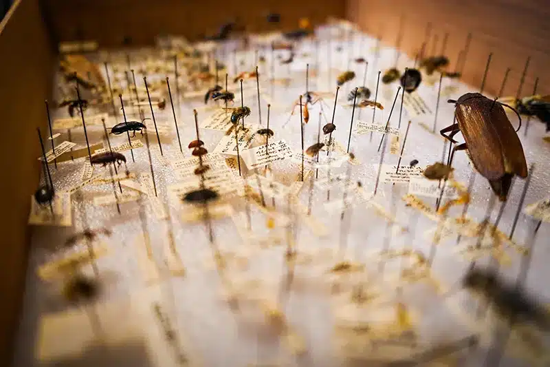 estudios de biodiversidad
